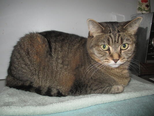 Memorial-image-of-Cherry-Miller