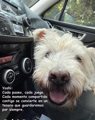 Memorial-image-of-Yoshi