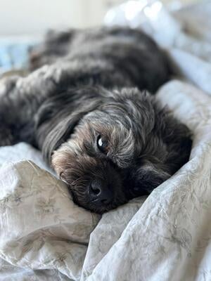 Memorial-image-of-Gussie-