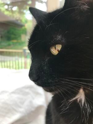 Memorial-image-of-Tiny-Batman