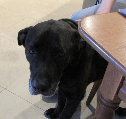 Memorial-image-of-Rocket