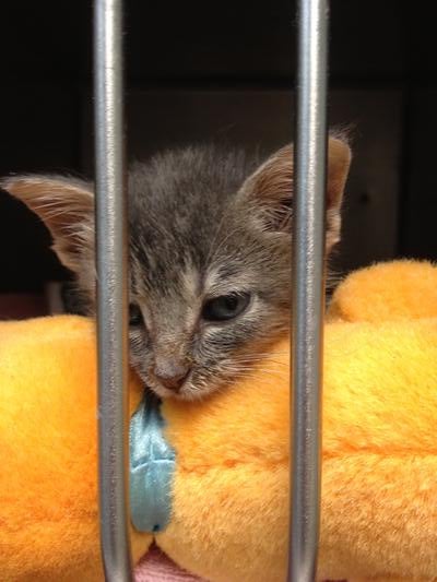 Memorial-image-of-Chenoa-