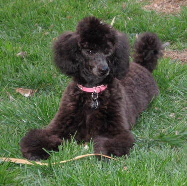 Memorial-image-of-Iris