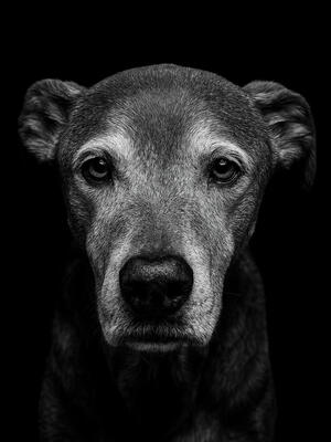 Memorial-image-of-Norton