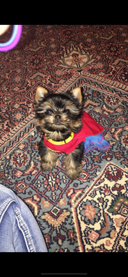 Memorial-image-of-Maggie