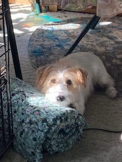 Memorial-image-of-Piper