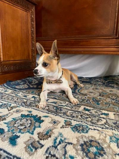 Memorial-image-of-Simba