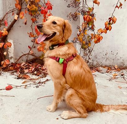 Memorial-image-of-Luca