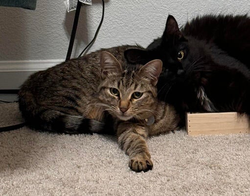 Memorial-image-of-Tig