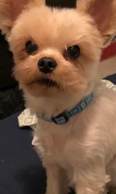 Memorial-image-of-Apollo