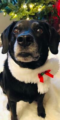 Memorial-image-of-Layla-Lu-