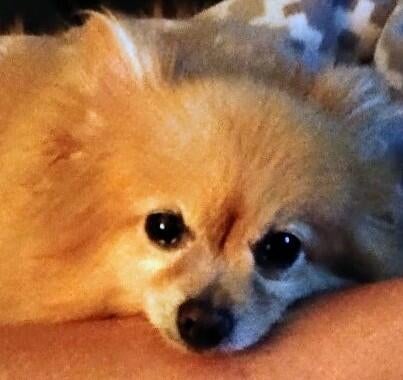 Memorial-image-of-Puff