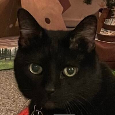 Memorial-image-of-Shadow