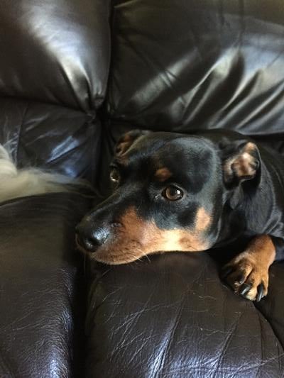 Memorial-image-of-Ranger