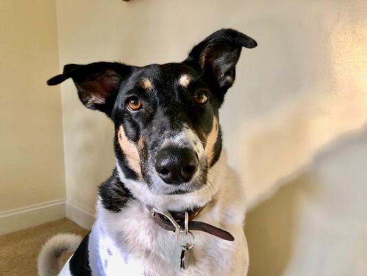 Memorial-image-of-Piper