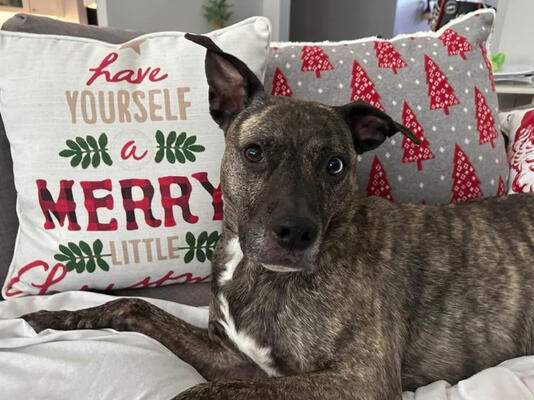 Memorial-image-of-Gunner