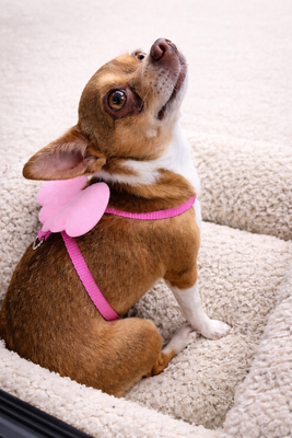 Memorial-image-of-Ruby