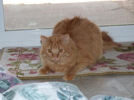 Memorial-image-of-Mocha