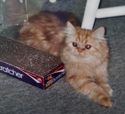 Memorial-image-of-Trudi