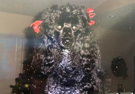 Memorial-image-of-Riley-Girl