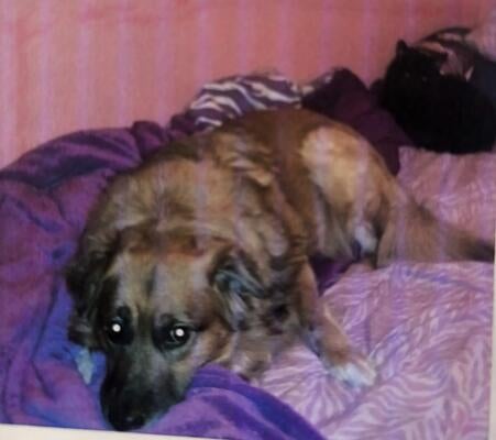 Memorial-image-of-Peanut