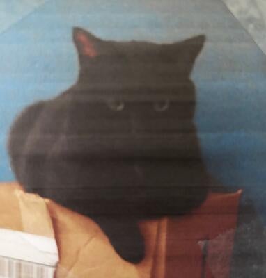 Memorial-image-of-Shadow