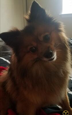 Memorial-image-of-Roxy