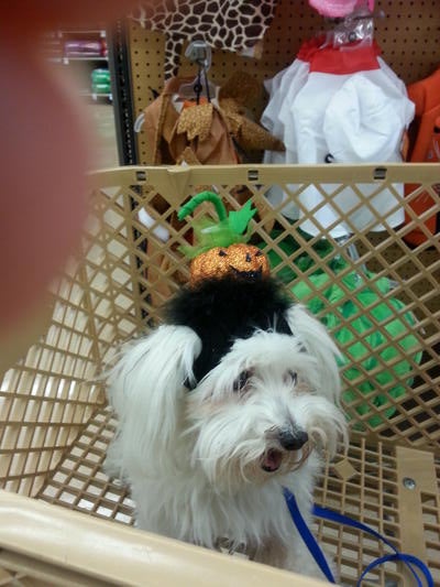 Memorial-image-of-Mosha