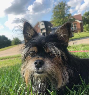 Memorial-image-of-Buster