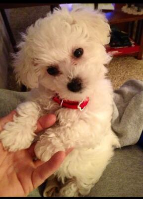 Memorial-image-of-ALLY