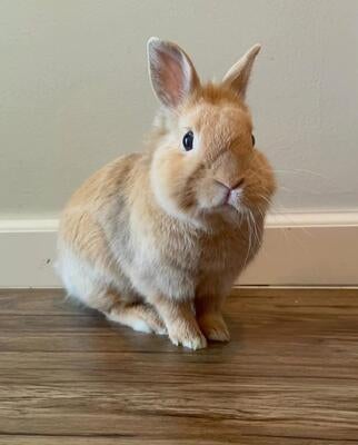 Memorial-image-of-Mr-Bun-