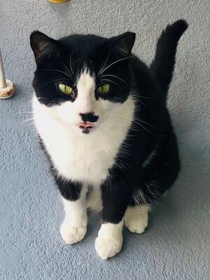 Memorial-image-of-Dembe