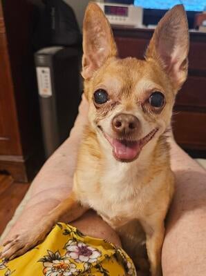 Memorial-image-of-Lola