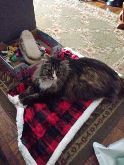 Memorial-image-of-Rollo-Noel-