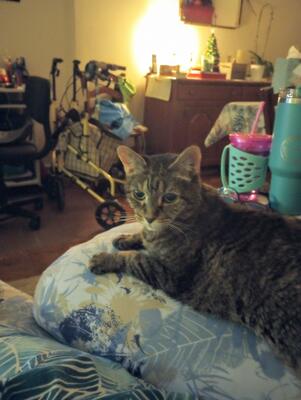 Memorial-image-of-Ashleigh-AnnaBella-