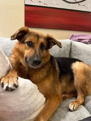 Memorial-image-of-Taffy