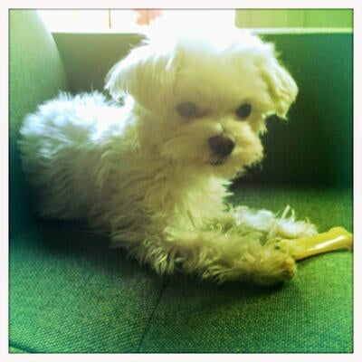 Memorial-image-of-Hops