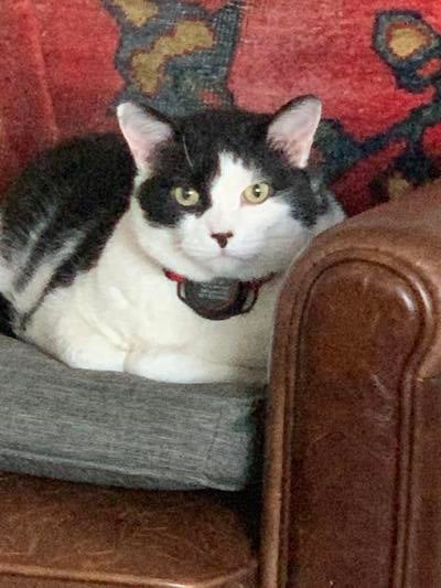 Memorial-image-of-Cole-Cat