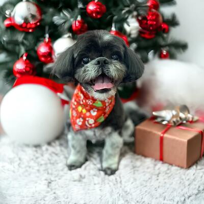 Memorial-image-of-Mitzi