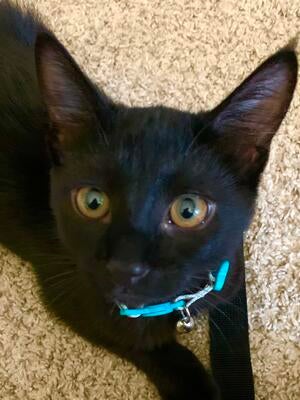 Memorial-image-of-Angel