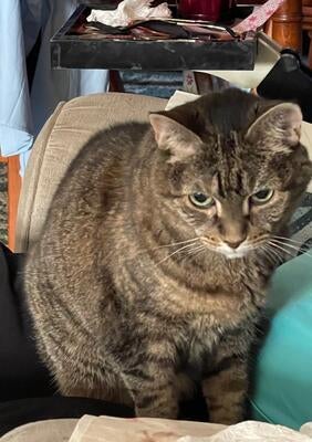 Memorial-image-of-Ashleigh-AnnaBella