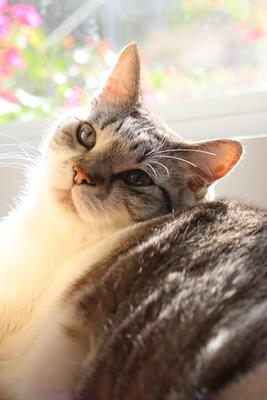 Memorial-image-of-Tina