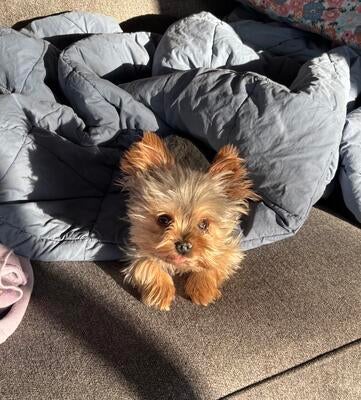 Memorial-image-of-Mocha