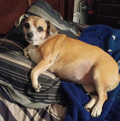 Memorial-image-of-Cleo