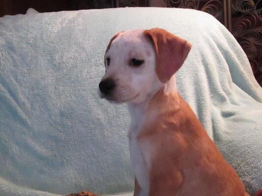 Memorial-image-of-Phoebe