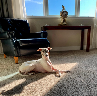 Memorial-image-of-Romeo