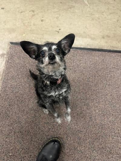 Memorial-image-of-Bailey-