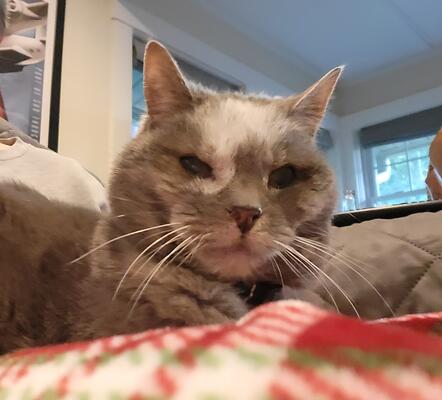 Memorial-image-of-Kitty