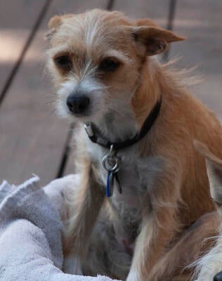 Memorial-image-of-Seti