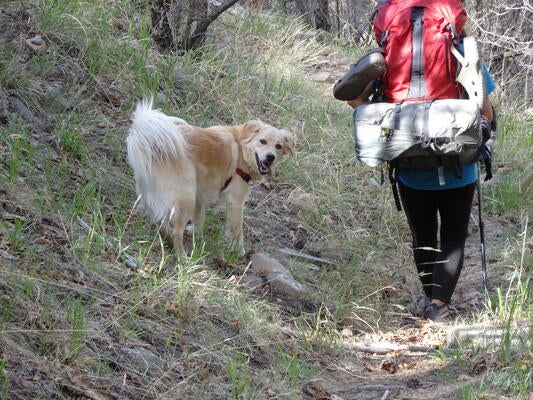 Memorial-image-of-Dash